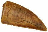 Serrated, Raptor Tooth - Real Dinosaur Tooth #291540-1